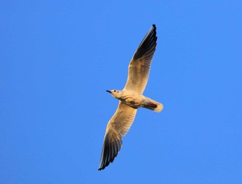 Black-headed Gull 三重県 Mon, 12/19/2016