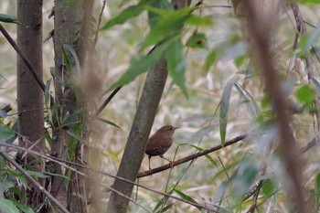 Eurasian Wren 佐倉市民の森 Sat, 3/6/2021