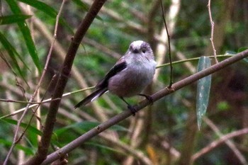 Long-tailed Tit 坂田 Sat, 3/6/2021