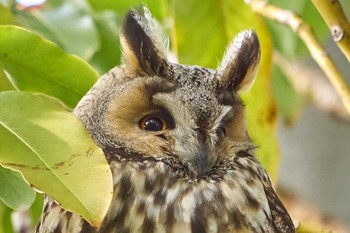 Long-eared Owl 中里公園(寒川町) Thu, 3/4/2021