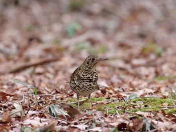 トラツグミ 日岡山公園 2021年3月6日(土)