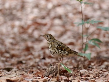 White's Thrush 日岡山公園 Sat, 3/6/2021