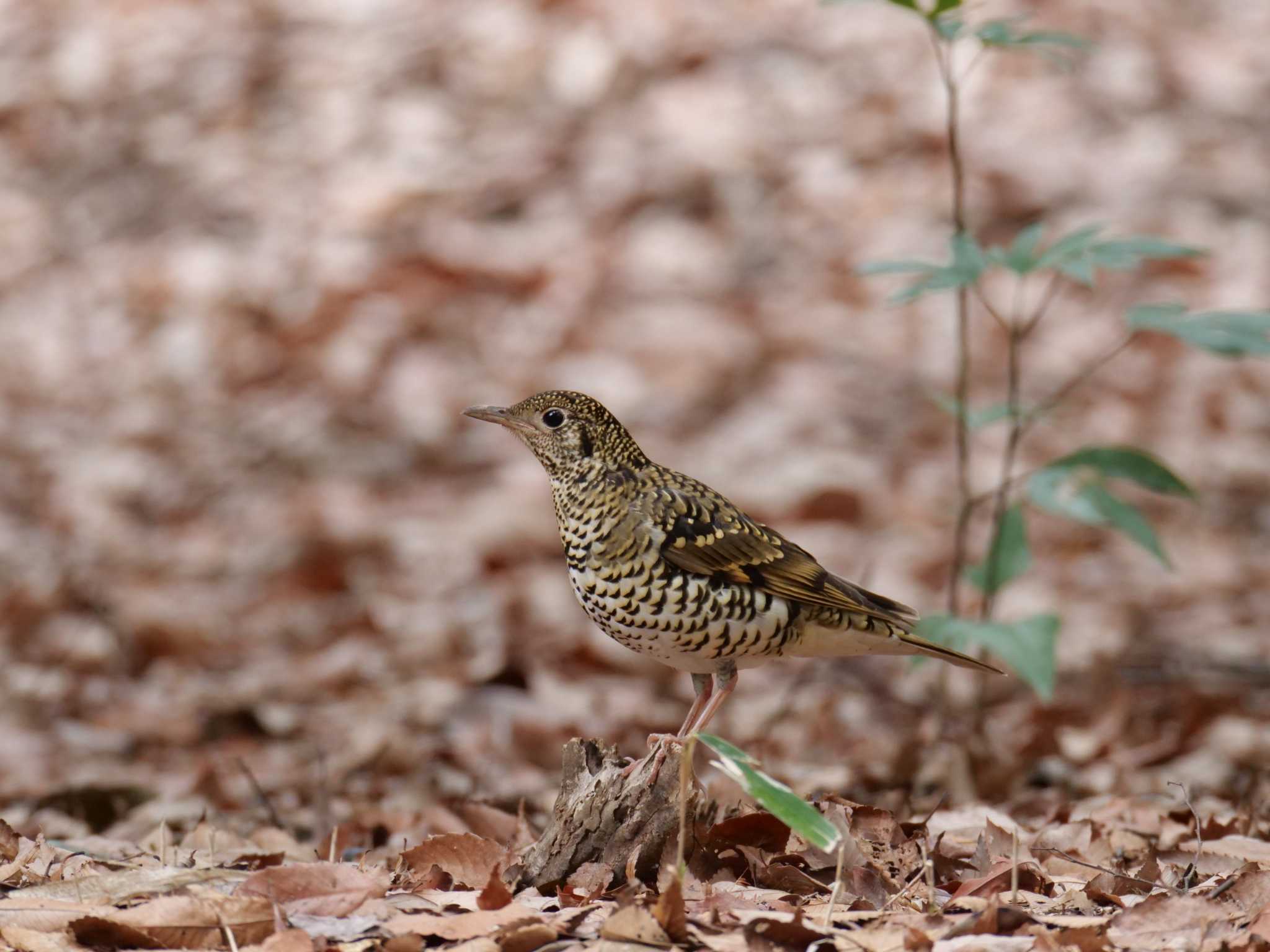 White's Thrush