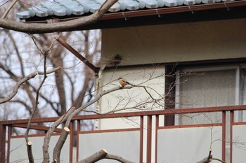 2021年3月7日(日) 石神井公園の野鳥観察記録