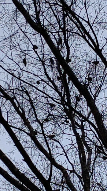 2021年3月5日(金) 武蔵野公園の野鳥観察記録