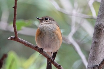 Red-flanked Bluetail 東京都 Sun, 3/7/2021