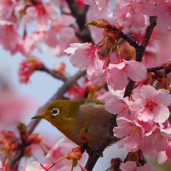 メジロ 舎人公園 2021年3月7日(日)