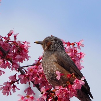 ヒヨドリ 舎人公園 2021年3月7日(日)