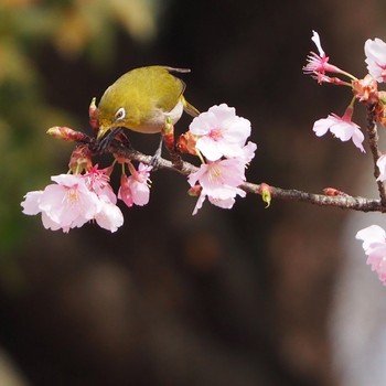 メジロ 舎人公園 2021年3月7日(日)