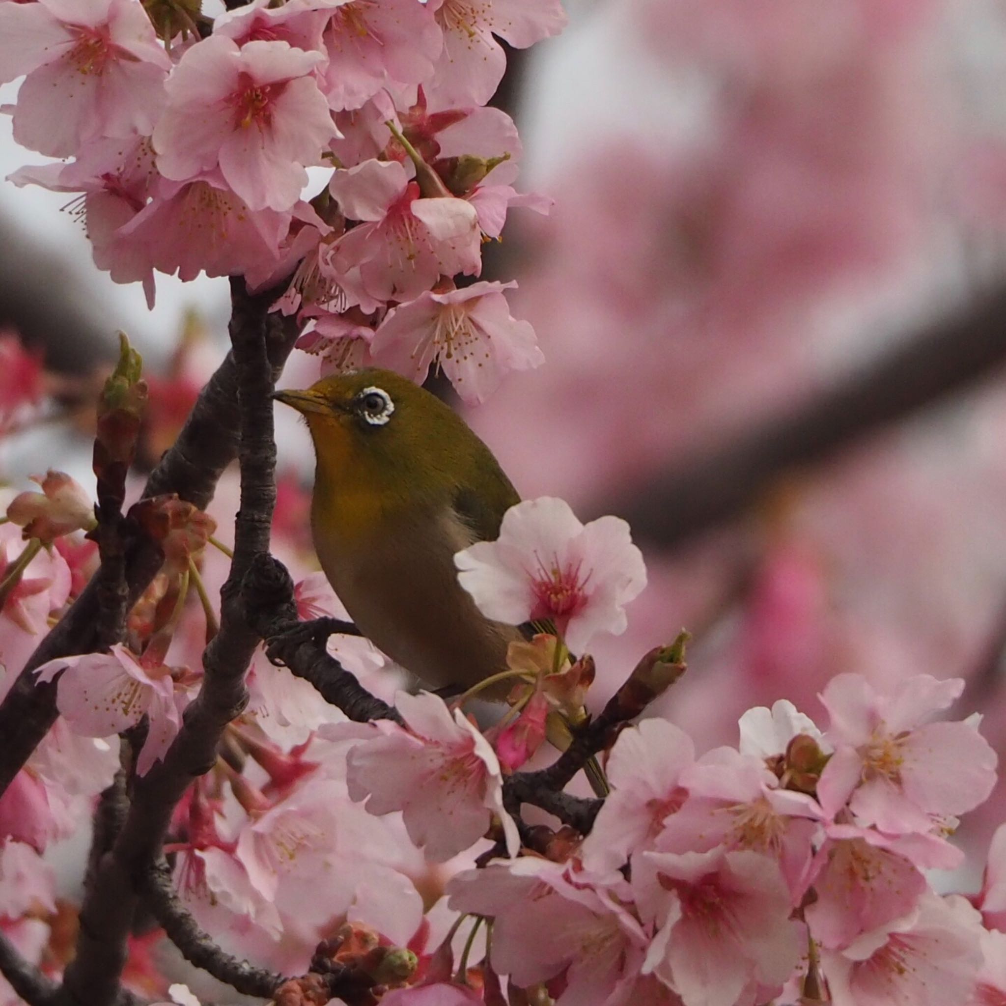 舎人公園 メジロの写真 by mk623