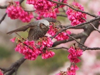 ヒヨドリ 舎人公園 2021年3月7日(日)