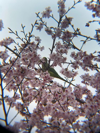 ワカケホンセイインコ 東京都立小金井公園 2021年3月7日(日)