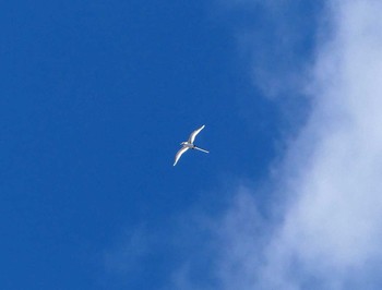 White-tailed Tropicbird パペーテ（タヒチ） Sat, 12/24/2016