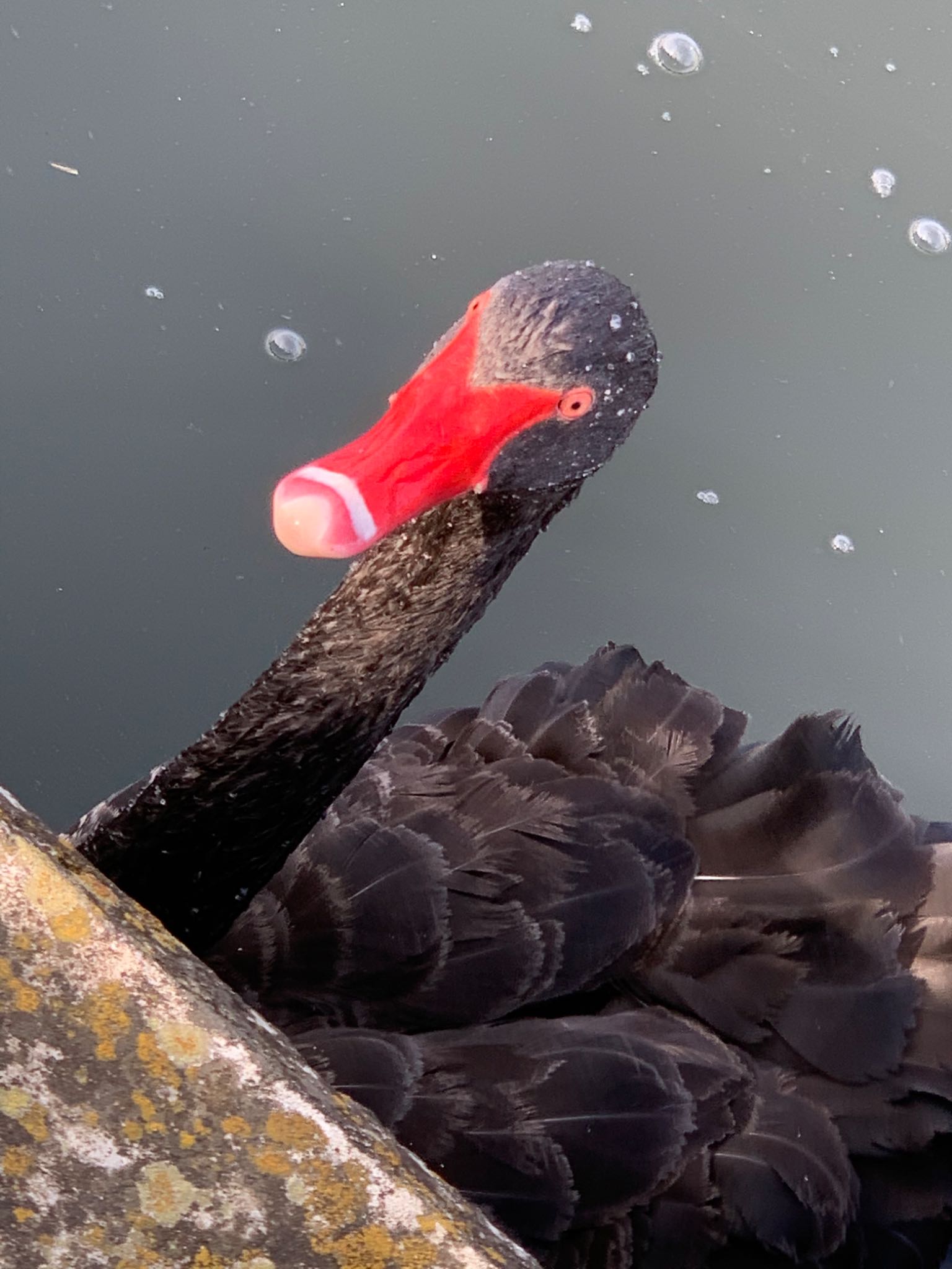 上野沼 コクチョウの写真 by Sho Hanekocyu