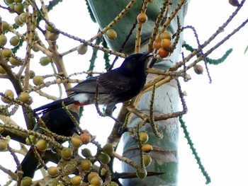 Red-vented Bulbul パペーテ（タヒチ） Sat, 12/24/2016