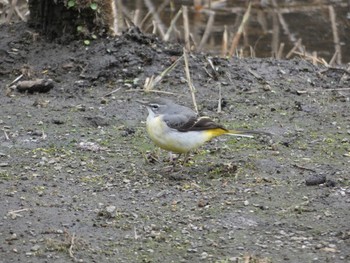 Sun, 3/7/2021 Birding report at 泉の森公園