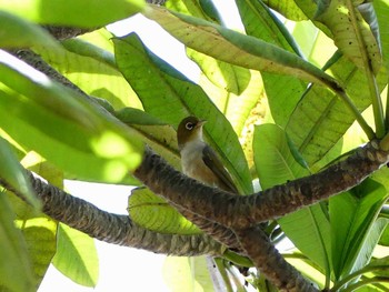 Silvereye パペーテ（タヒチ） Sat, 12/24/2016