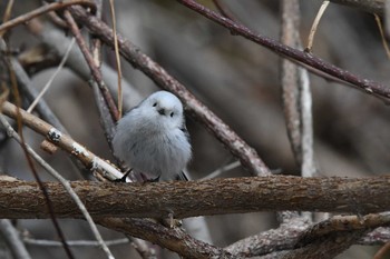 Sun, 3/7/2021 Birding report at 千歳川