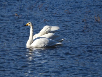 オオハクチョウ 大沼親水公園 撮影日未設定