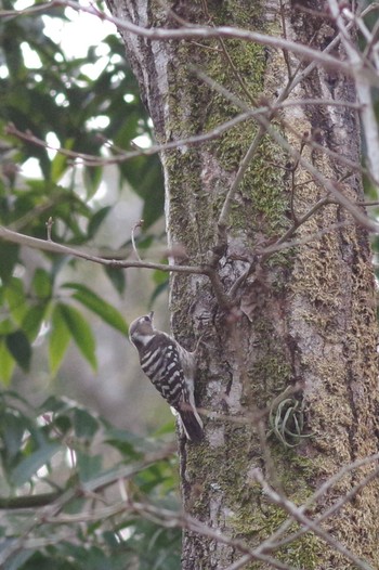 Japanese Pygmy Woodpecker 佐倉市民の森 Sat, 3/6/2021