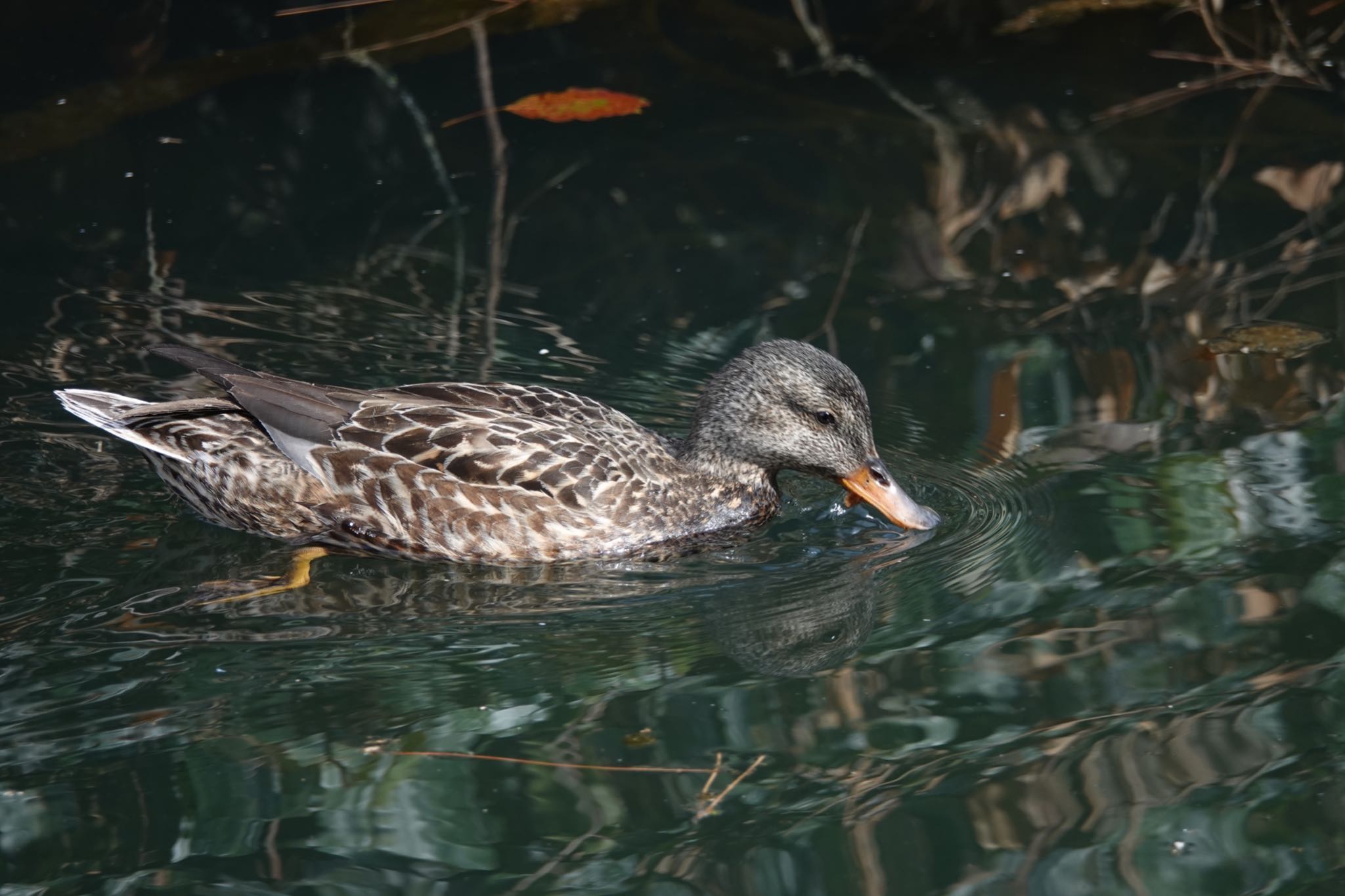 東京都 オカヨシガモの写真 by のどか