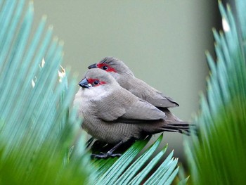 2016年12月24日(土) パペーテ（タヒチ）の野鳥観察記録