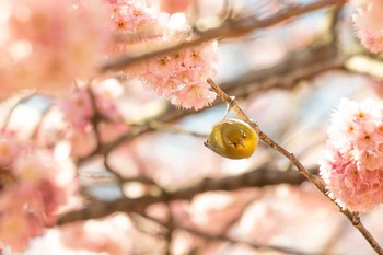 2021年2月28日(日) 三ツ池公園(横浜市鶴見区)の野鳥観察記録