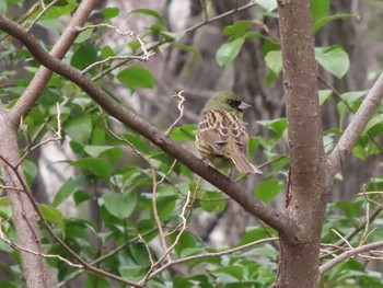 2021年3月7日(日) 東村山中央公園の野鳥観察記録