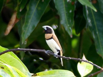 Chestnut-breasted Mannikin