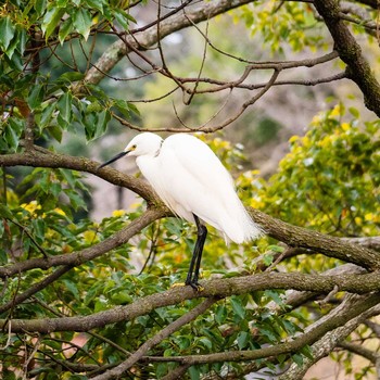 Little Egret 鈴鹿青少年の森(三重県) Sun, 3/7/2021