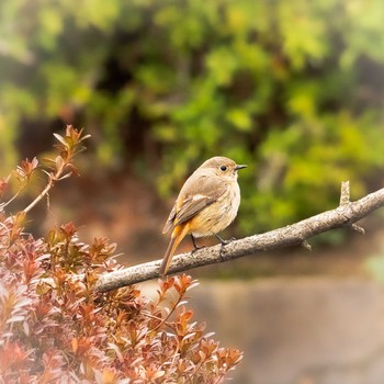 Daurian Redstart 鈴鹿青少年の森(三重県) Sun, 3/7/2021