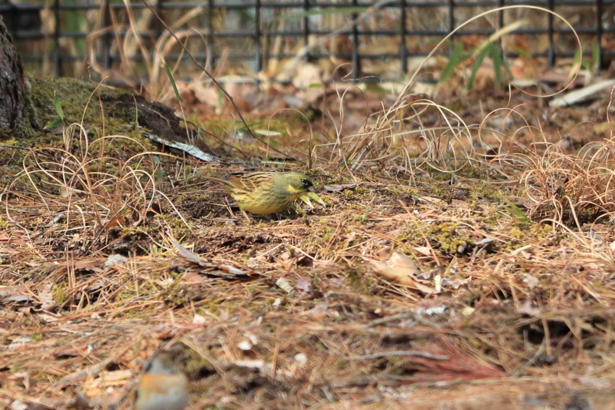 Photo of Masked Bunting at Arima Fuji Park by いわな