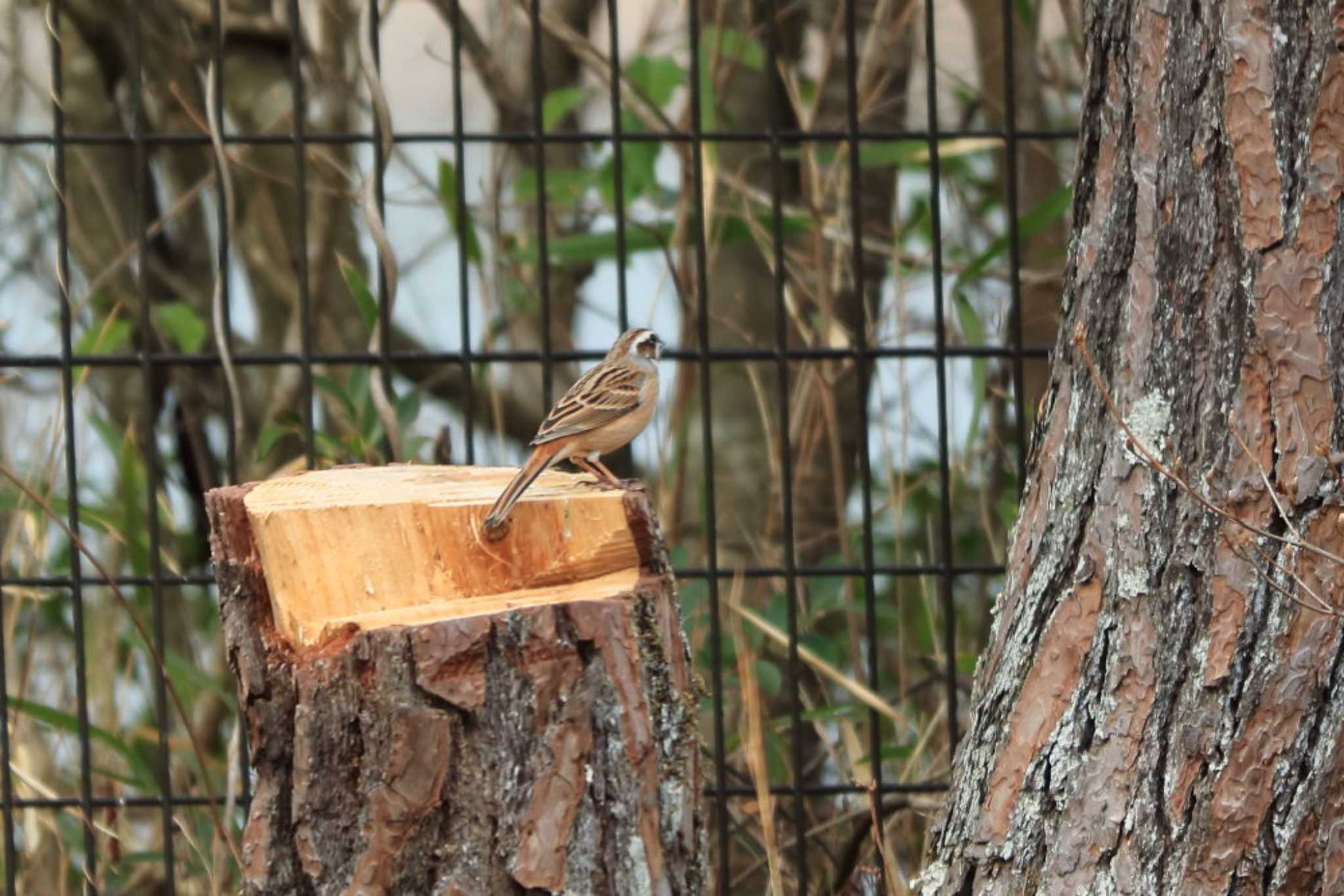 Photo of Meadow Bunting at Arima Fuji Park by いわな