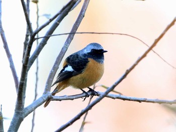 ジョウビタキ 人吉城 2016年12月17日(土)