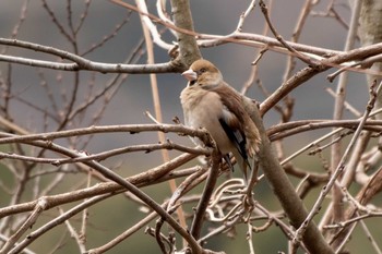 2021年3月5日(金) 横浜自然観察の森の野鳥観察記録