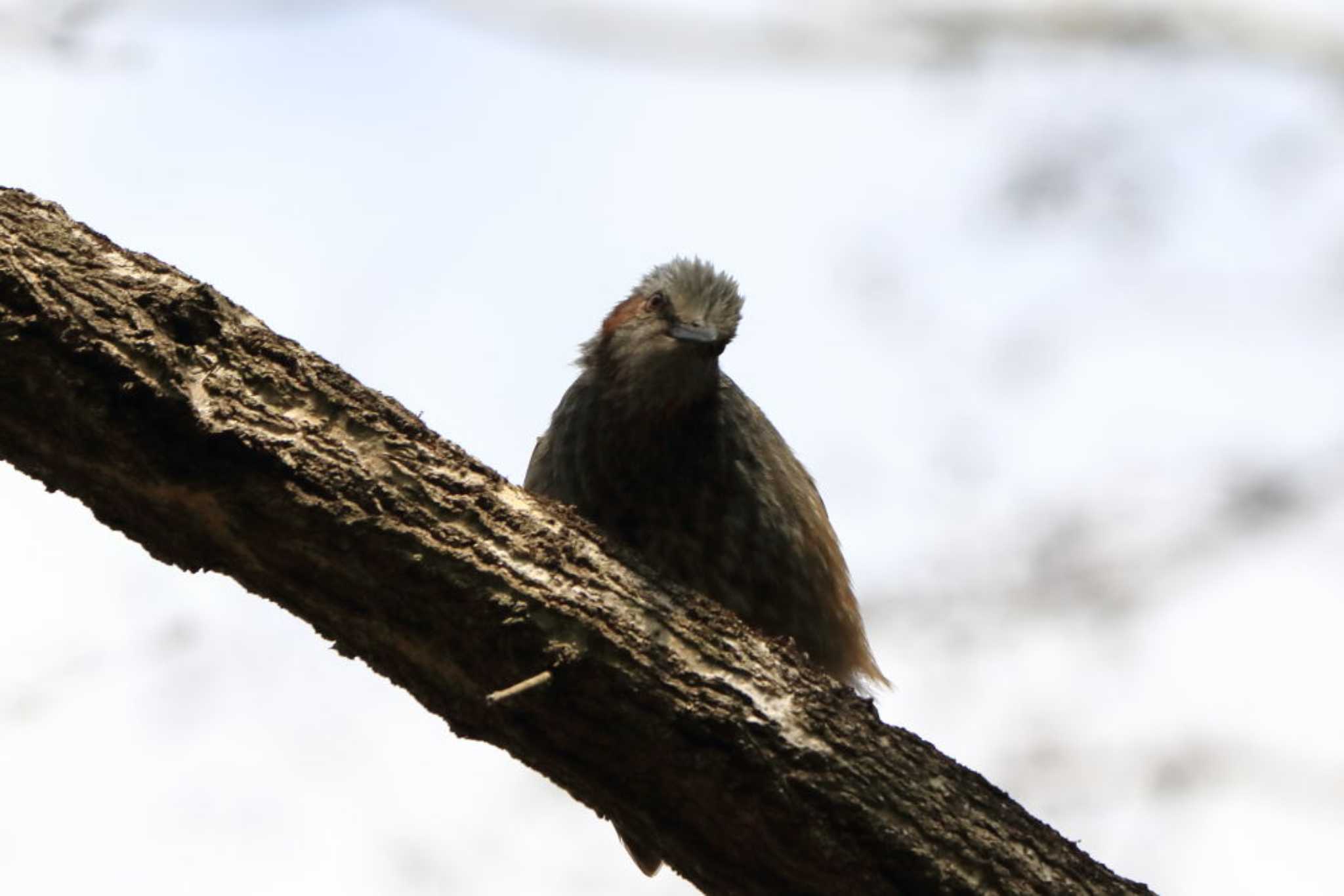 Photo of Brown-eared Bulbul at Arima Fuji Park by いわな