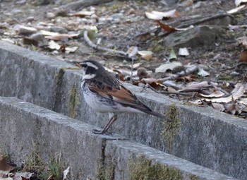 ツグミ 小牧市四季の森 2021年2月28日(日)