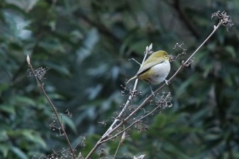 メジロ 東高根森林公園 2021年3月7日(日)