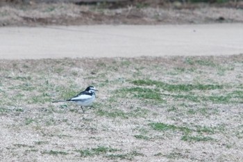 ハクセキレイ 東高根森林公園 2021年3月7日(日)