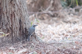 2021年3月7日(日) 東高根森林公園の野鳥観察記録