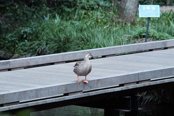 カルガモ 東高根森林公園 2021年3月7日(日)