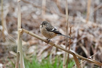 Sun, 3/7/2021 Birding report at Kitamoto Nature Observation Park