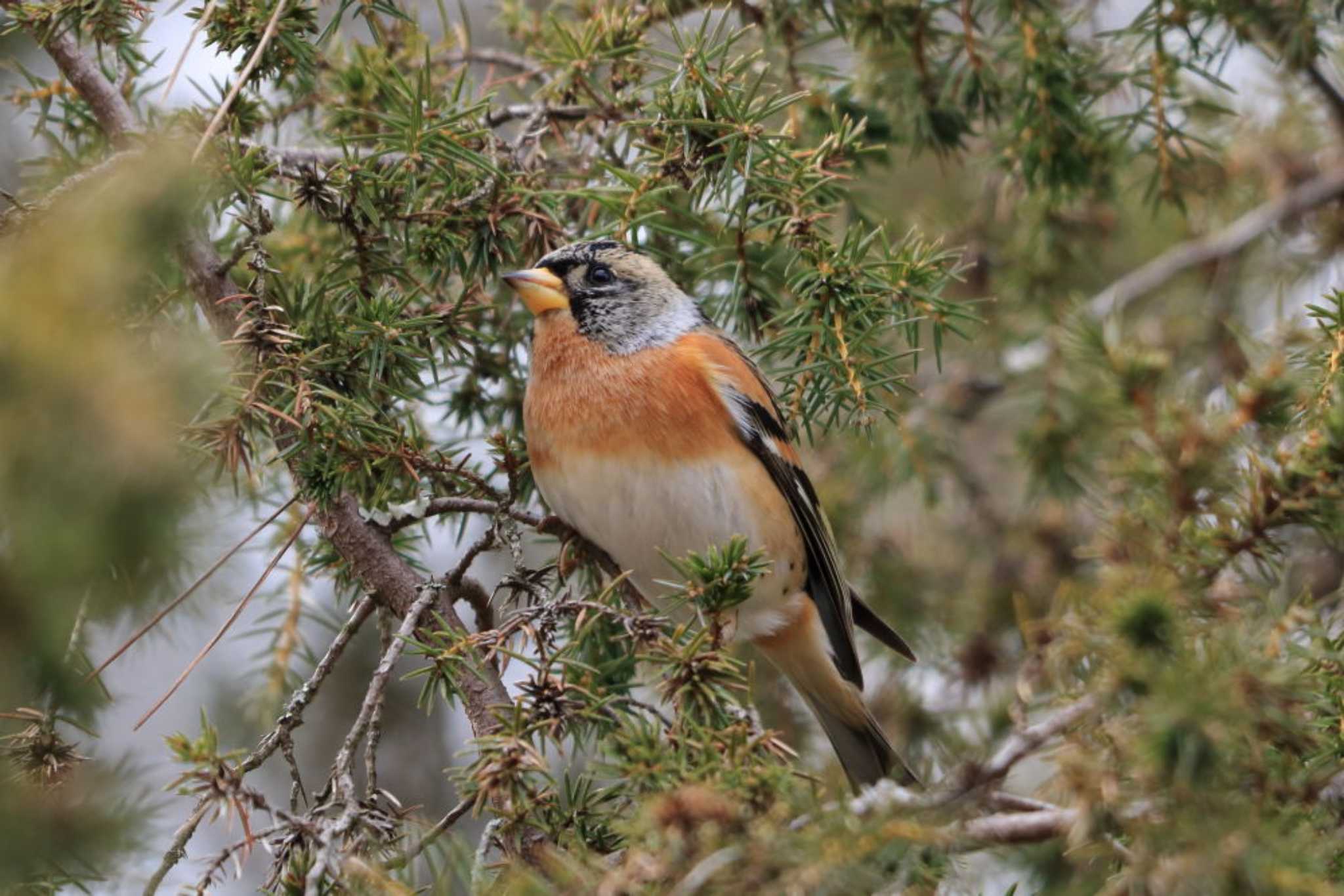 Photo of Brambling at Arima Fuji Park by いわな