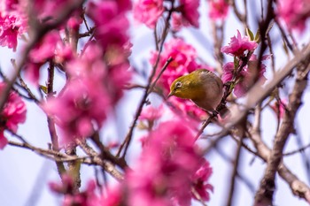 メジロ 東京都立桜ヶ丘公園(聖蹟桜ヶ丘) 2021年3月6日(土)