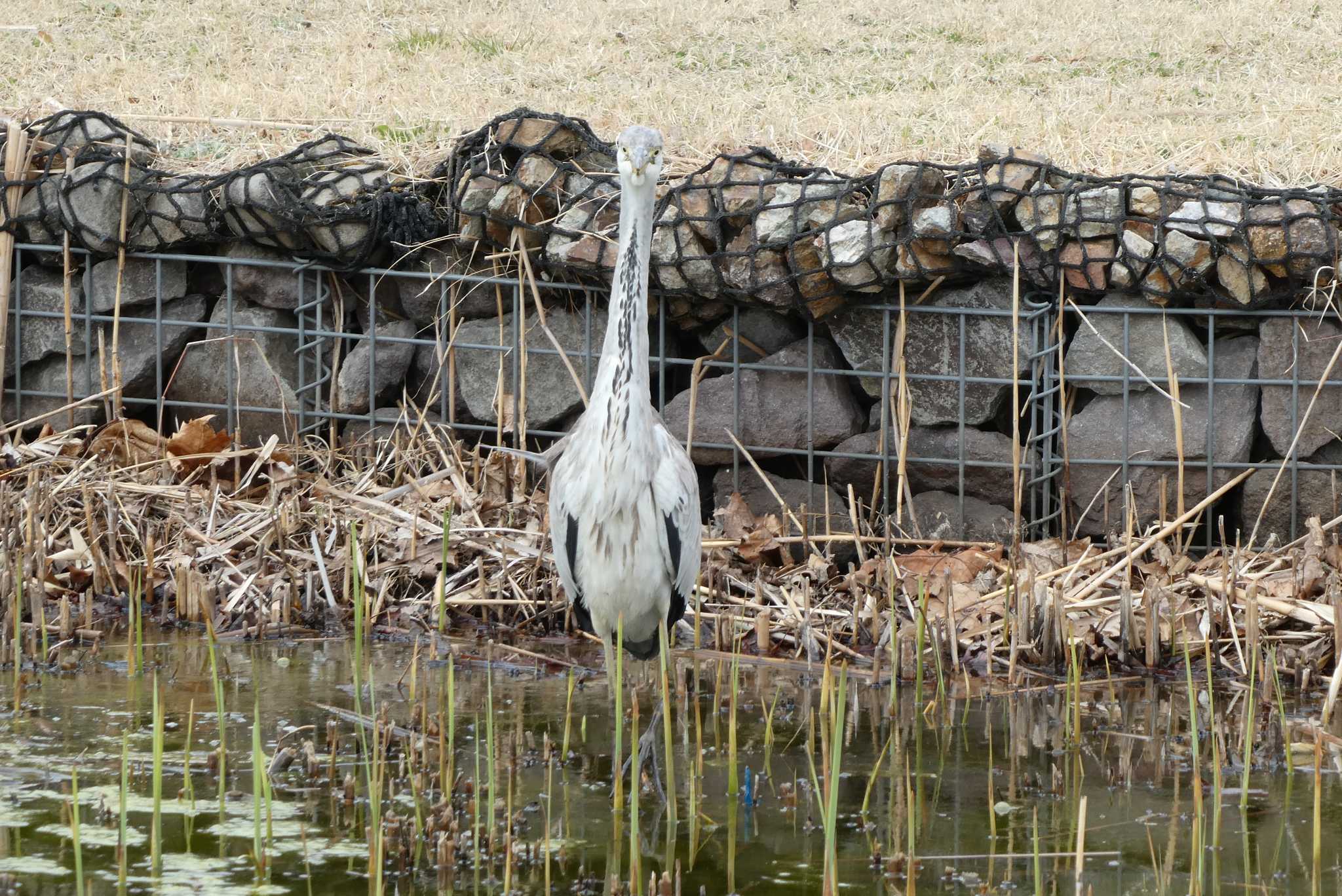 尾久の原公園 アオサギの写真 by TaK