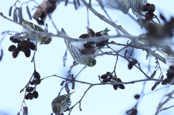 Eurasian Siskin 北見市中ノ島公園 Fri, 1/6/2017