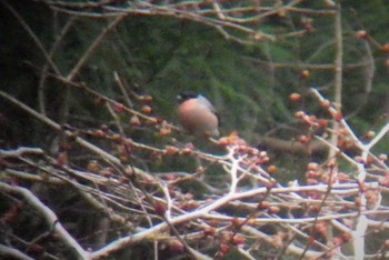 Eurasian Bullfinch Hayatogawa Forest Road Sun, 3/7/2021