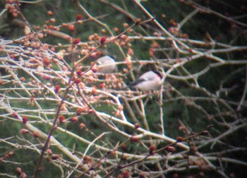 Eurasian Bullfinch Hayatogawa Forest Road Sun, 3/7/2021