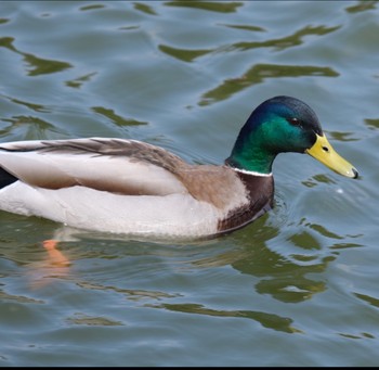 マガモ 明石公園 2021年3月7日(日)