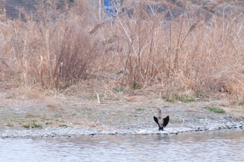 カワウ 多摩川二ヶ領宿河原堰 2021年3月7日(日)